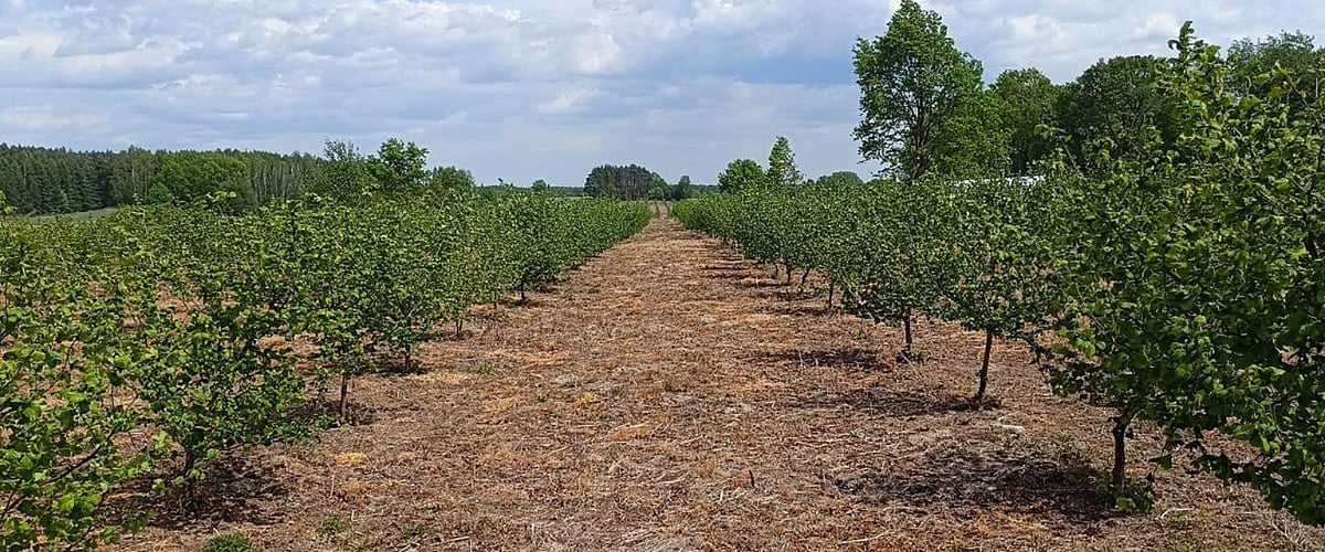 Filari di giovani noccioli nel nostro noccioleto in Polonia