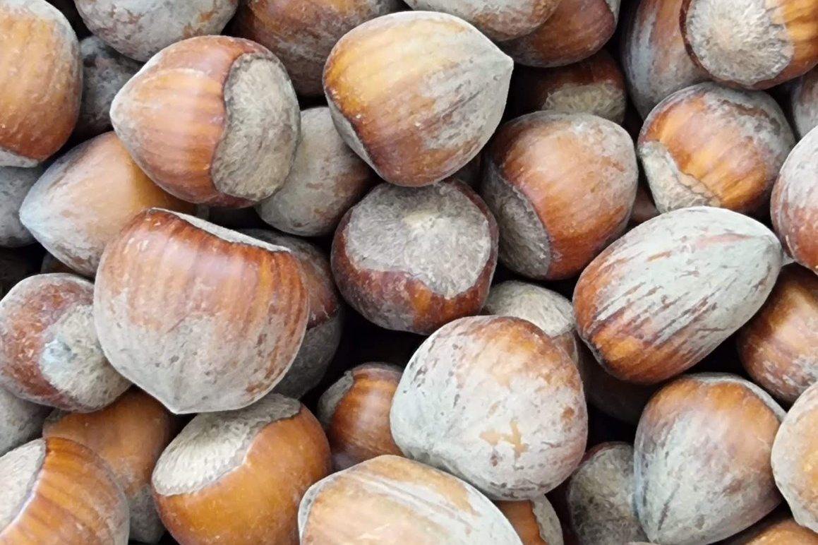 Nocciole con guscio
