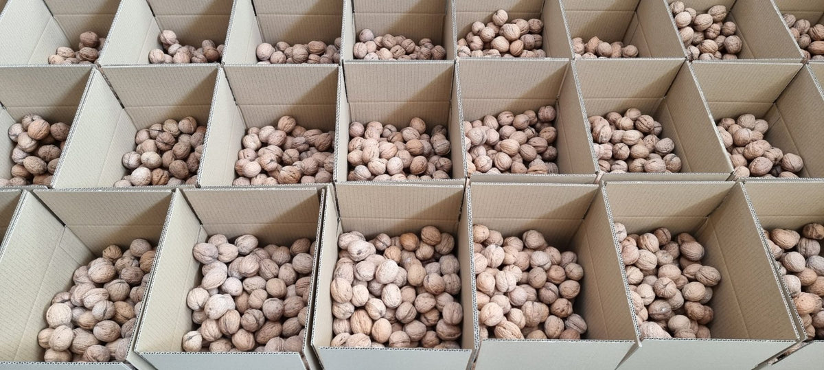 Nueces con cáscara en cajas de cartón
